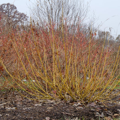 Proven Winners Arctic Fire Yellow Dogwood (Cornus stolonifera) Live Plant, 4.5" Qt, 4 Pack
