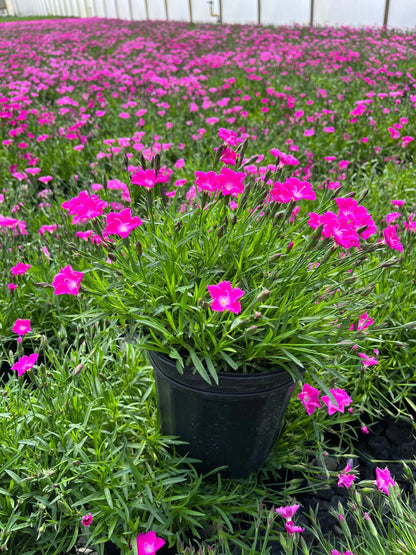 Perennial Farm Marketplace Dianthus x Kahori (Garden Pinks) Perennial Size-#1 Container, Dark Fuschia Flowers