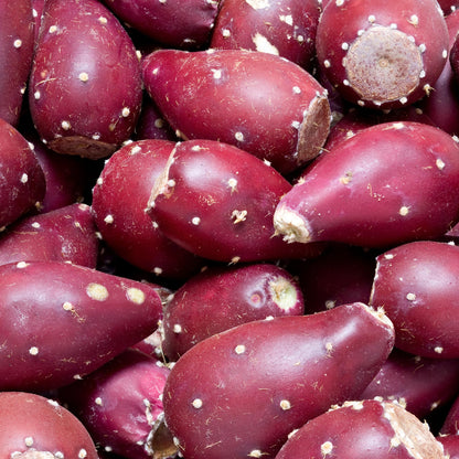 8 Months Old Purple Prickly Pear Cactus Plants Live Potted, 4-6 Inch Tall, Prickly Cactus Live Plant Indoor Outdoor Planting, Hardy Succulent for Home or Garden