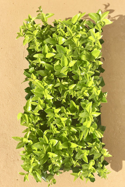 Ligustrum Waxleaf Privet - 20 Live Plants - Evergreen Privacy Hedge