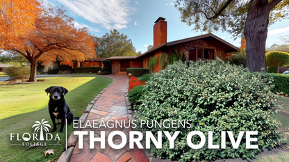 Elaeagnus Pungens I 30 Live Plants I Thorny Olive I Hardy Evergreen Shrub with Fragrant Blooms, Perfect for Hedges, Screening & Ornamental Garden Display