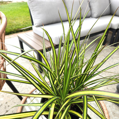 Dracaena Marginata Sunray, Air Purifying Easy Houseplant Decor in 6" White Pot, Dracaena Corn Stalk, Live Botanical Gift, Indoor Dragon Tree, Real Plants & Decorative Plants by Plants for Pets