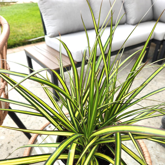 Dracaena Marginata Sunray, Air Purifying Easy Houseplant Decor in 6" White Pot, Dracaena Corn Stalk, Live Botanical Gift, Indoor Dragon Tree, Real Plants & Decorative Plants by Plants for Pets