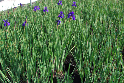 Perennial Farm Marketplace Iris s. 'Caesar's Brother' (Siberian) Perennial, Size-#1 Container, Deep Blue-Violet Flowers
