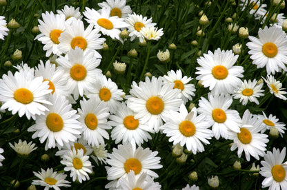 Shasta Daisy - Becky (Leucanthemum x superbum 'Becky')