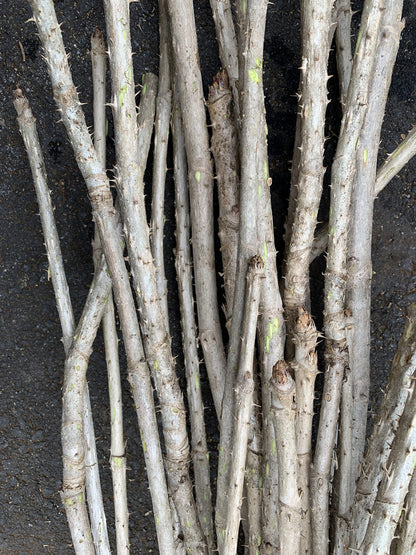 3 Branches/Stems 24” Long of Aralia spinosa - Devil's Walkingstick