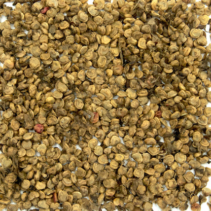 Eastern Prickly Pear Cactus Seeds (Opuntia humifusa) Packet of 5 Seeds