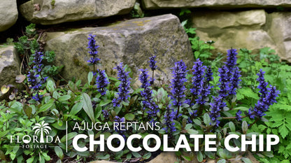 Ajuga Chocolate Chip | 3 Live Plants | Ajuga reptans | Ground Cover Perennial | Pathways and Gardens, Blue Flowers, Drought Tolerant, Easy to Grow, Fast Spreading, Low Maintenance