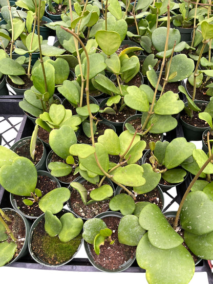 Hoya Kerrii Live Plant – Heart Leaf Hoya – 4 Inch Pot – Indoor Succulent Houseplant Easy Care