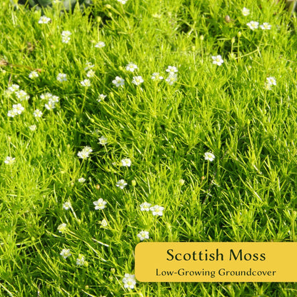 6 Scottish Moss – Soft Golden Evergreen Groundcover for Rock Gardens, Pathways & Containers (Sagina subulata ‘Aurea’) in 2.5″ Cubes, Live Plants