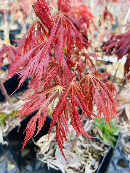 Kawaii Japanese Maple 2 - Year Tree