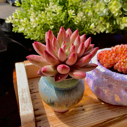Generic Echeveria Cherry Rare Live Succulent Plants, 1 Head Pot Size 2"" Pink Live Plant, Excludes Pot & Soil, Garden Indoor Office Desk, Wedding Party Baby Shower Decor, Gift for Plant Enthusiasts