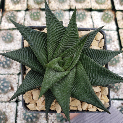 Haworthia limifolia spiralis Cacti Cactus Succulent Real Live Plant