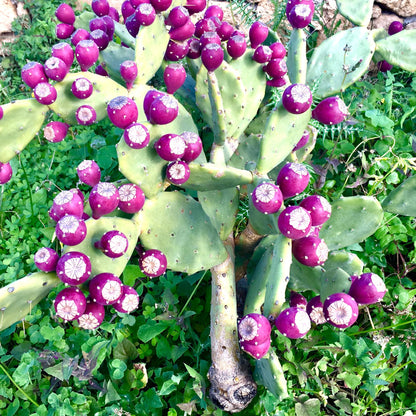 Purple Prickly Pear Cactus Plant Live, Cactus Succulent for Home Decor 6–8 Inch Tall, Cold Hardy, Indoor Outdoor Planting