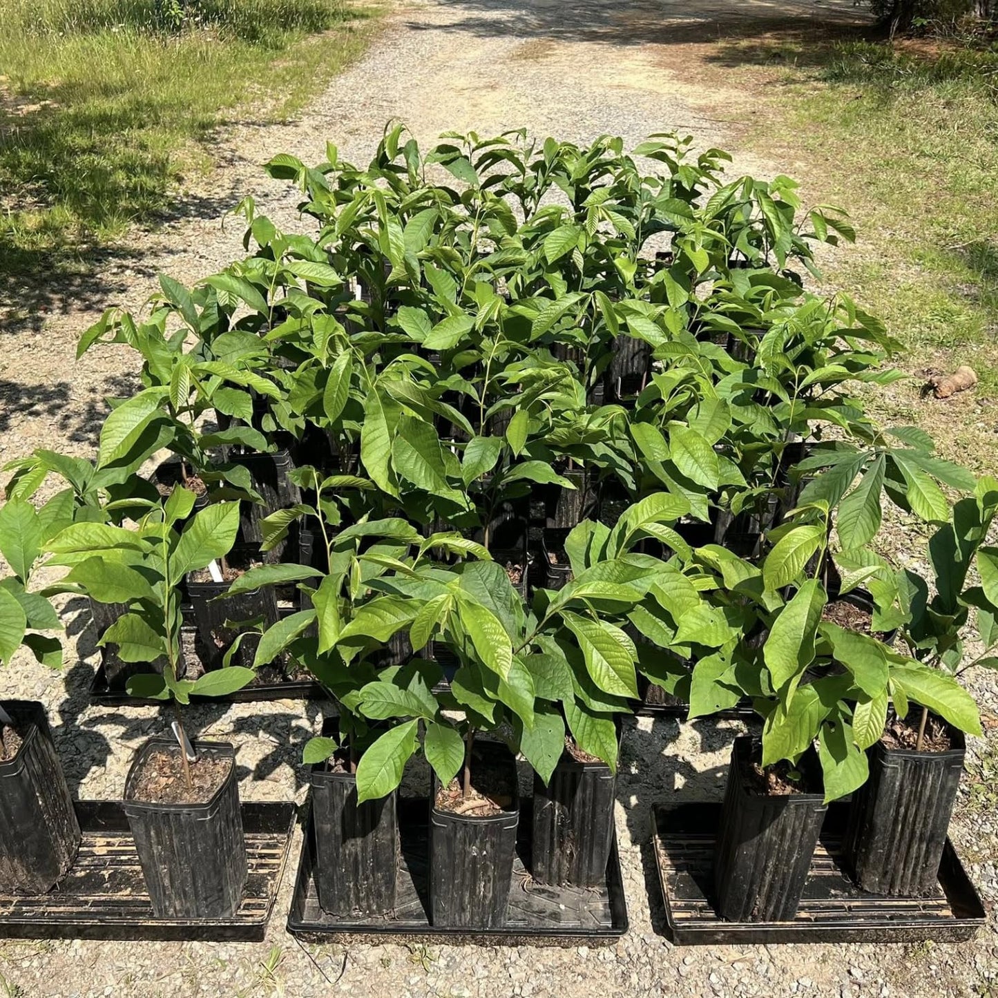 Pawpaw Tree Live Plant, in Quart Pot, Cold Hardy Paw Paw Plant Live for Outdoor Planting, 6-15 Inch Tall, Pawpaw Fruit Tree
