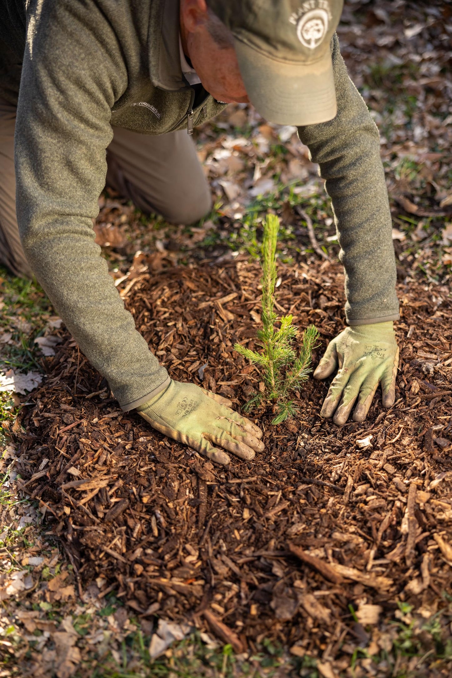 White Spruce Live Tree Seedling Plugs | 6"-12" | Arbor Day Foundation (5-Pack)