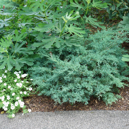 Proven Winners Montana Moss Juniper (Juniperus chinensis) Live Plant, 4.5" Qt