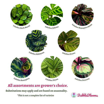 BubbleBlooms Calathea Assortment Set, 2 inch pots, 5 Different Prayer Plants, pet Friendly Indoor Low Light