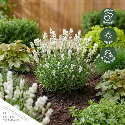 Live Lavender 2-Pack – White – Fragrant Sun Perennial Herb, Pollinator Friendly, 10” Tall, 1 Qt Pot
