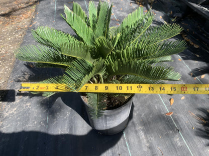 Eddies Acres King Sago Cycad Palm Live Plant, 3 Gallon Grower Pot, 12-18 inches Tall NO Shipping to California