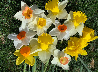 Large Cupped Daffodil Bulbs Sunshine Mix