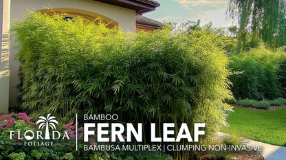 Fernleaf Bamboo | 3 Extra Large Trade 3 Gallon Plants | Bambusa multiplex | Clumping Bamboo Privacy Screens | Fast Growing Ornamental Hedge Gardens Walkways Borders Landscapes Foundation Accent Use