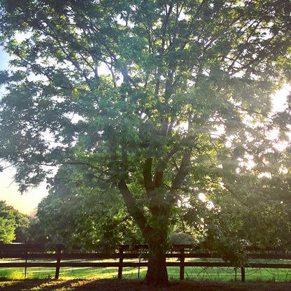 Live Plant - 2 Hardy Pecan Trees - 18-24" Tall Seedlings - Live Plants - Carya illinoinensis