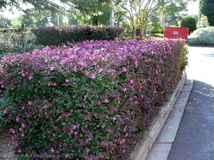 Loropetalum Plum Delight | 60 Live Plants | Loropetalum chinense VAR. rubrum | Evergreen Shrub for Landscaping | Purple Foliage Accent Plants for Gardens