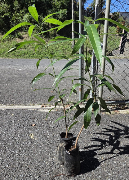 Honey Kiss Mango Tree – 1.5-2 Feet Tall, Naturally Seed Grown | Live Dwarf Tropical Fruit Tree (Mangifera Indica) | Compact, Container-Friendly Variety | Sweet, Fiberless Honey Like Mango