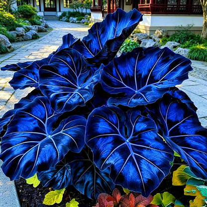 mfjhjhgf Giant Elephant Ear - Rare Colorful Tropical Foliage | Heat & Humidity Hardy, Low-Care Outdoor Garden Patio Accent (4Bulbs)