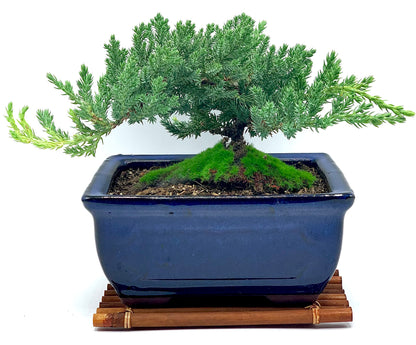 Live Dwarf Juniper Bonsai Tree 7 Year Old with Hand-Made Bamboo Stand | Juniper or Jade Bonsai Tree | Indoor/Outdoor | 100% Handcrafted| Home and Office Décor | Best Gift for Holiday