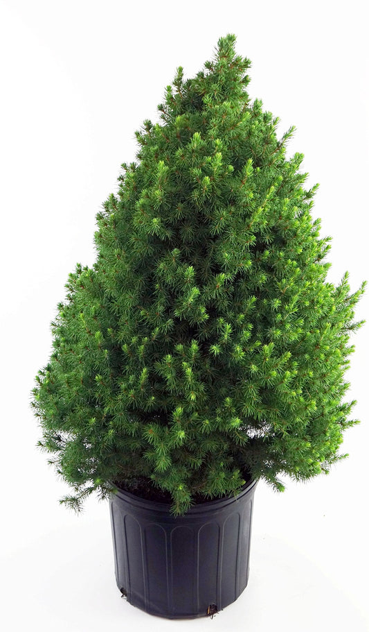 Picea glauca 'Conica' (Dwarf Alberta Spruce) Evergreen, #2 - Size Container