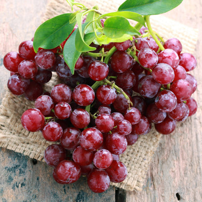 Garden State Bulb Red Suffolk Seedless Grape, Bare Root, Non-GMO, Spring Planting (Bag of 1)