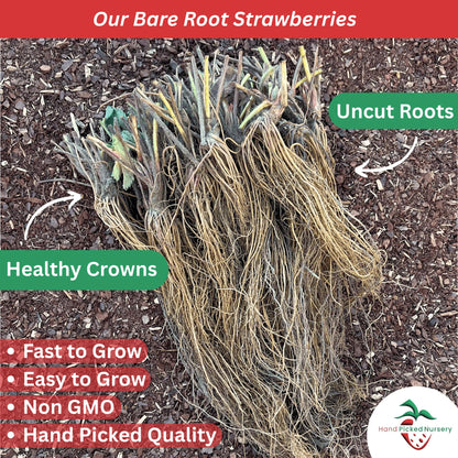 Allstar June Bearing Bare Root Strawberry Plants - Very Hardy, Great for Beginners - from Hand Picked Nursery (50)