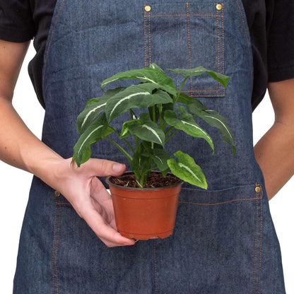 Syngonium wendlandii Black Velvet Live Plant for Indoor | Different Houseplants in 4'' & 6'' Pot | Real House Plant for Living Room, Office, Desk & Bathroom | Black Velvet