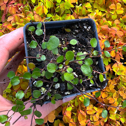 Muehlenbeckia complexa, Fairy Vine, Container Size: 3" (2.6x3.5)
