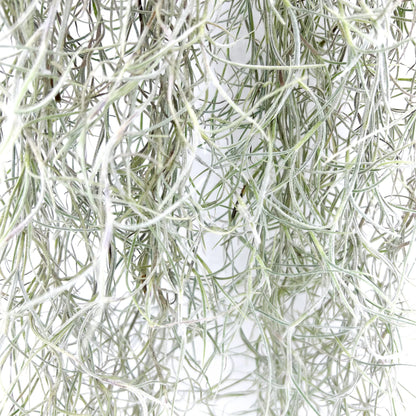 ragnaroc Tillandsia Usneoides ‘Thick-Colombian Spanish Moss’ - ragnaroc Indoor Tropical Plant 16” / 3 oz - Live Arrival Guaranteed - Live Air Plant & House Plants for Home Decor & Gift