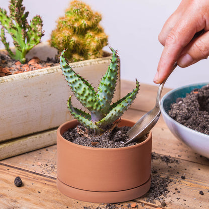 D'vine Dev Set of 4 Terracotta Shallow Planter Pots for Succulent, 3 Inch 4 Inch 5 Inch 6 Inch, Small Flower Plant Pots with Drainage and Saucer, 40-Z-0