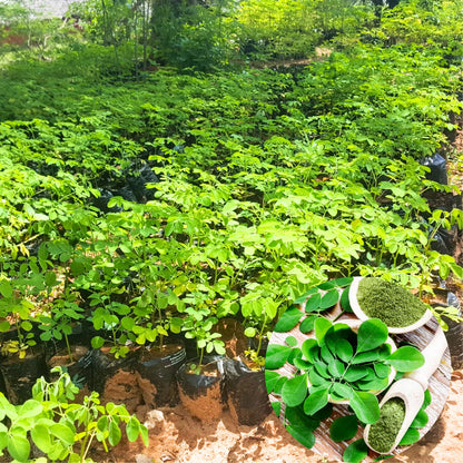 Dwarf Moringa Malunggay Trees Live Plants Well-Rooted, 6-10" Drumstick Horseradish Tree in 4" Pot, Moringa Oleifera for Gardening