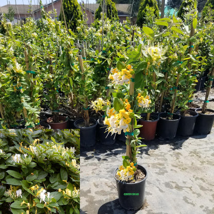 Honeysuckle Plant - Lonicera Japonica, Known as Japanese Honeysuckle or Golden-and-Silver Honey Suckle 2-4FT Tall 1 Gal Potted Hummingbirds Favorites-Shade - Privacy - Ground Cover, Flower Arch