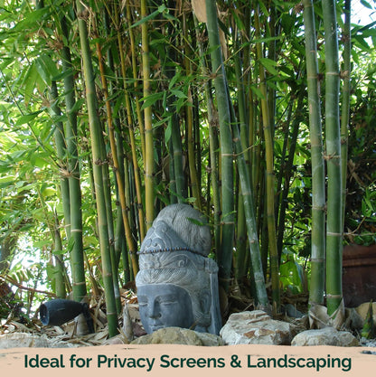 KVITER 50 Bamboo Seeds (Bambusa Oldhamii) – Clumping, Fast Growing, Edible Shoots, Non GMO Bamboo Privacy Screen Organic Seeds for Planting – Perfect Shade Provider & Ornamental Plant