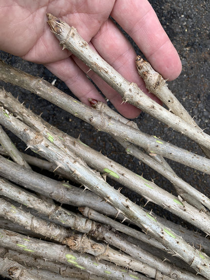 3 Branches/Stems 24” Long of Aralia spinosa - Devil's Walkingstick
