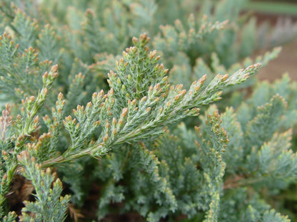 Green Promise Farms JUNIPERUS HORIZONTALIS `Blue CHIP` (Creeping Juniper) Evergreen, 2-Size Container, Green Foliage