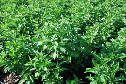 Perennial Farm Marketplace Chelone glabra (Turtlehead) Perennial, Size-#1 Container, White Flowers