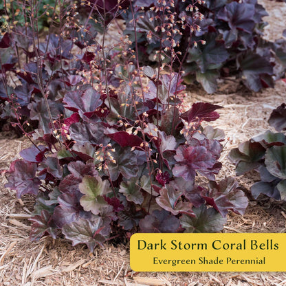 4 Dark Storm Coral Bells – Near Black Evergreen Shade Perennial with Glossy, Compact Ruffled Foliage for Borders & Containers (Heuchera ‘Dark Storm’) in 3.5” Cubes, Live Plants
