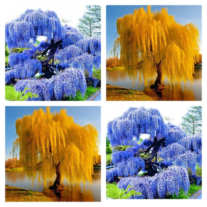 Alexa's Elegant Weeping Duo - 4 Live Trees to Plant - 2 Stunning Live Potted Blue Chinese Wisteria Seedlings - 2 Gold Weeping Willow Cuttings to Grow - Make Your Yard Stand Out