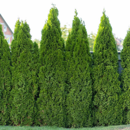 Lewis Bamboo Emerald Green Thuja Tree, Outdoor Privacy Screen, Fast Growing Evergreen, Compact Growth, Sun to Shade, 15 ft Maximum Height (3)