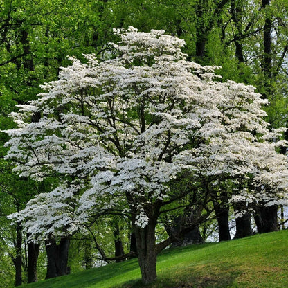 2 White Flowering Dogwood Trees - 24-36" Tall (2-3 Ft) Live Plants - Cornus Florida