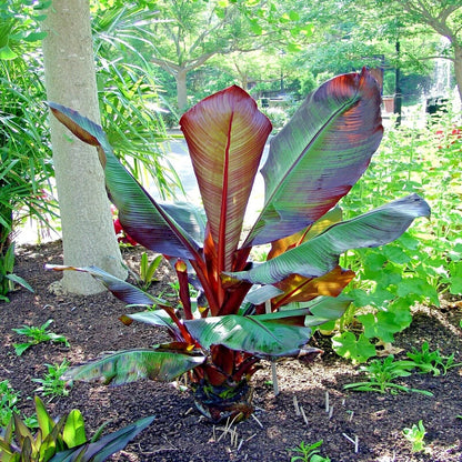 Red Abyssinian Banana (Ensete Maurelii) 5-9" Live Plant - Giant Red Leaf Ornamental Tree - Fast Growing Tropical Focal Point - Huge Container Accent