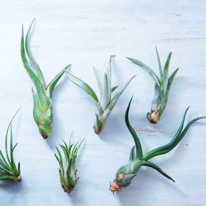Easy to Grow Tillandsia Air Plants Assorted Variety 5 Pack - Humidity Loving Shade Plants or Houseplants